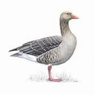 Grey Goose (AUST)