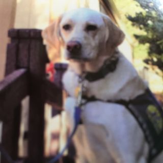 The Service Of Service Dogs Episode 1