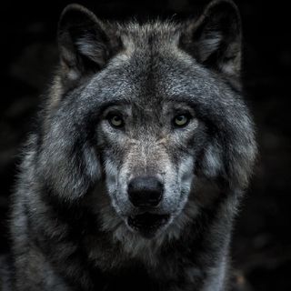 Davidwolf
