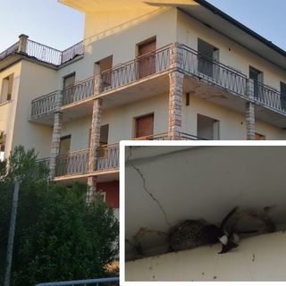 Colonia di balestrucci salvata dagli animalisti, fermati i lavori di ristrutturazione dell’hotel Vittoria