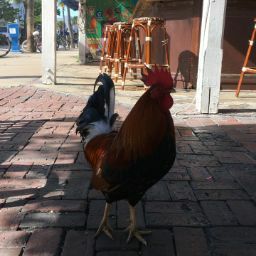 king rooster