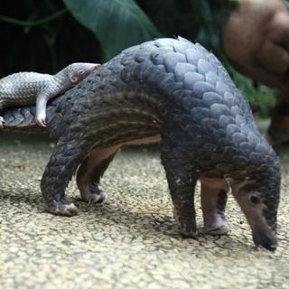 Youth Radio - Pangolins on the Red List