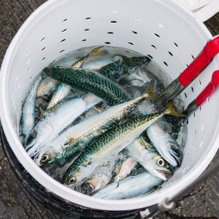 39CS- ALAEJOS: entierro de la sardina