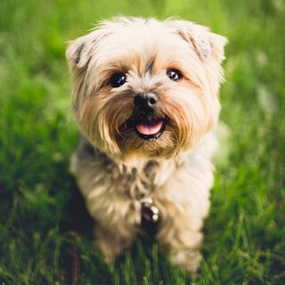 Choosing Play Toys for Your Dog
