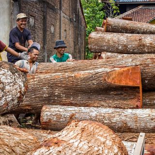 Deforestazione, lo strappo dell’Indonesia preoccupa gli ambientalisti