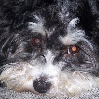 What People Need to Know About Dog Behavior