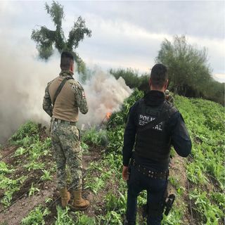 Sedena da golpe al narcotráfico en Sinaloa