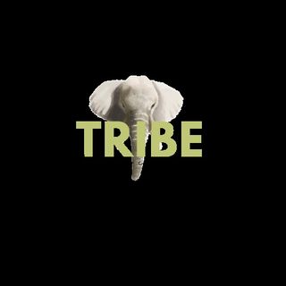 Tribe Learning Cooperative