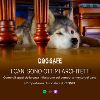 112 - I cani sono ottimi architetti