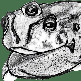 Three-Eyed Frog