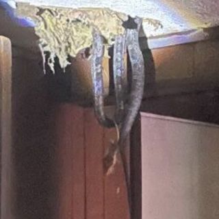 We talk to a family that had SNAKES fall through their ceiling