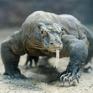 Il drago non è Komodo. L'isola chiude temporaneamente