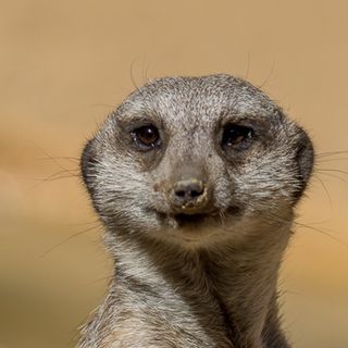 Voice Of The Happy Meerkat As Arsenal Win 14th FA Cup