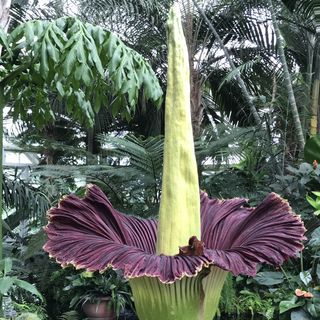 Corpse Flower...as beautiful as it is putrid.