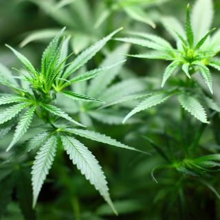 Singapore, condannato a morte per un chilo di cannabis. Ignorati appelli da tutto il mondo