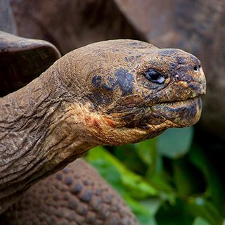 Cuento ES12: La tortuga gigante, de Horacio Quiroga