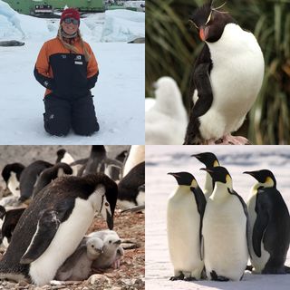 Penguin Researcher and Antarctic Scientist Dr. Michelle LaRue
