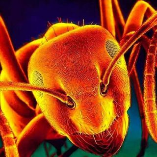 Conspiracy Theory Thinker's