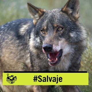 Tierra de lobos: extinción o protección (SALVAJE - CARNE CRUDA #1018)