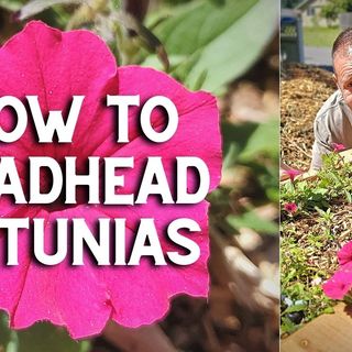 How to Deadhead Your Petunias - DIY Garden Minute Ep. 201