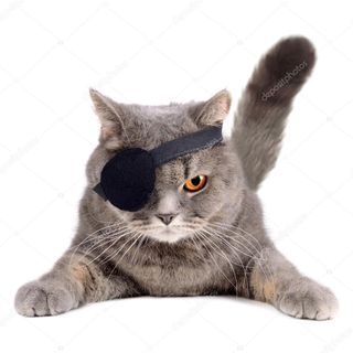 El Gato No Importa