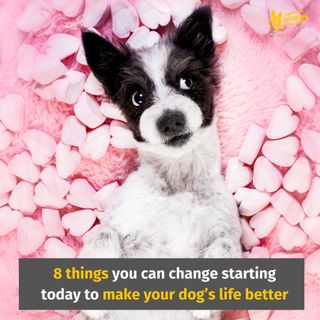 Episode 6: 8 things you can change starting today to make your dog’s life better