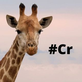 #Cremona Giraffa is the new Cremona