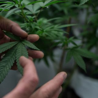 Ospite da un amico che coltiva cannabis: ora rischia fino a 20 anni di carcere