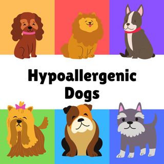 Hypoallergenic Medium Sized Dogs