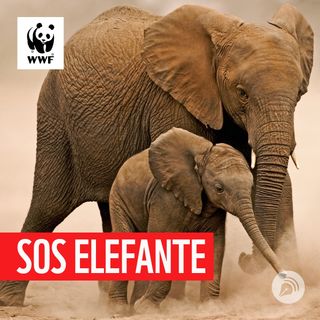 WWF Italia - SOS ELEFANTE