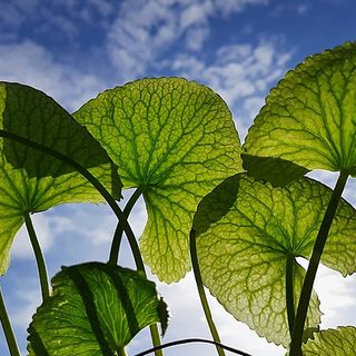 Le piante tropicali sono una soluzione per i suoli contaminati da metalli pesanti