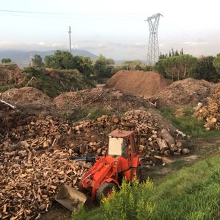 Abbattimenti di Alberi a Firenze - 9 Camion al giorno di legname che “puzza”