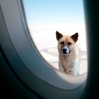 Las entrevistas del perro y los aviones
