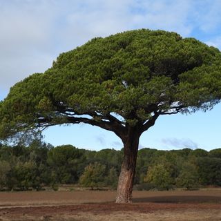 NATURALEZA RIBEREÑA en la RUTA DEL VINO