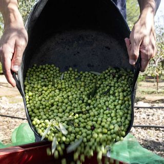 La peor campaña de aceite de oliva