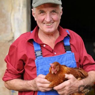 Avicultura Em Foco: A Apanha Respeitando o BEA Influencia meus Resultados?