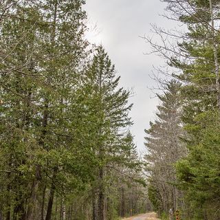 Nel Midwest USA le foreste hanno perso la biomassa accumulata in otto millenni
