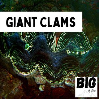 Giant Clams