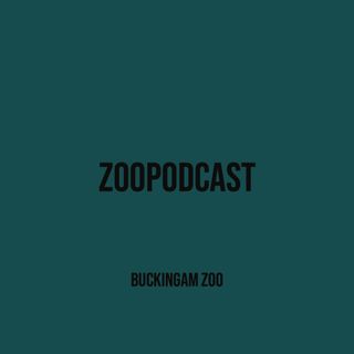 Buckingam Zoo - ep 3 David Guetta