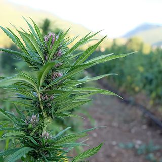 La coltivazione della cannabis