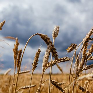 Grano, benzina e armi: l’economia italiana in tempo di guerra