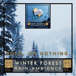 Winter Forest Rain | Relaxing | Soothing | Refreshing