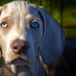 Quale razza di cani evitare se..parte 3