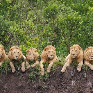 Lion:90