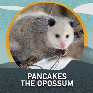 Pancakes the Opossum