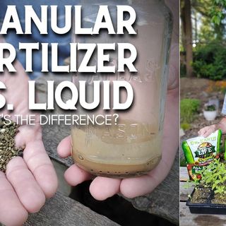 Granular Vs Liquid Fertilizers - DIY Garden Minute Ep.198