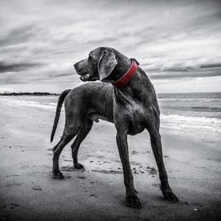 Tips on Choosing the Best Dog Tracking System