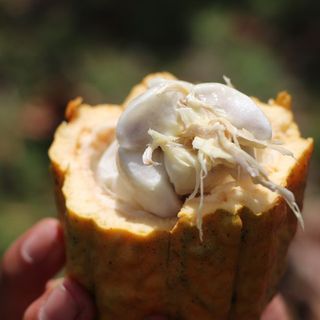 Rehabilitacion de plantaciones de cacao