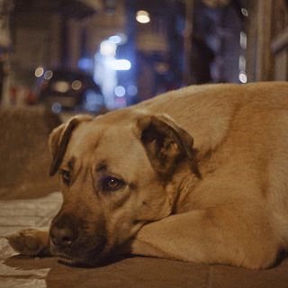 Elizabeth Lo captures the romance of urban dog life in "Stray"