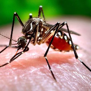 Mantienen medidas en el municipio para evitar proliferación de mosquitos (+Audio)